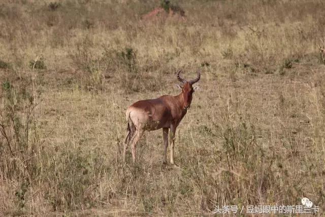 风动？树动？心动！致你，Kenya