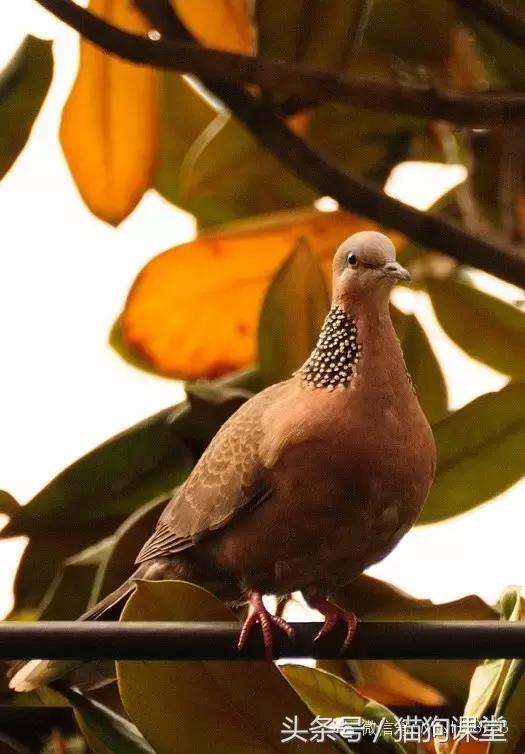 动物百科视频大全40分钟,动物百科第一期鸟类