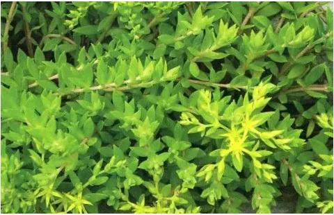 常见中草药图片及讲解,身边常见的中草药功效大全