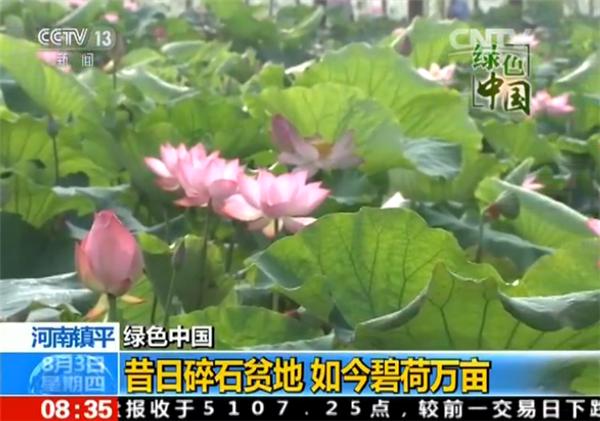 镇平杨营镇万亩荷塘,镇平鱼莲共生5万亩荷塘再上央视