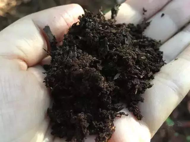 走进树林会感觉空气清新为什么呢,走进红杉林感受不一样