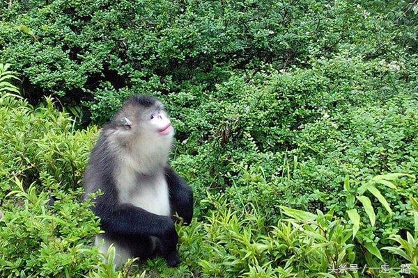 云贵川自驾游线路攻略,云贵川自驾游详细路线