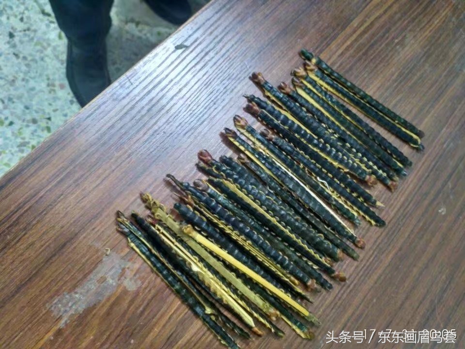 东东画眉鸟原毛讲解,换毛饲料画眉鸟