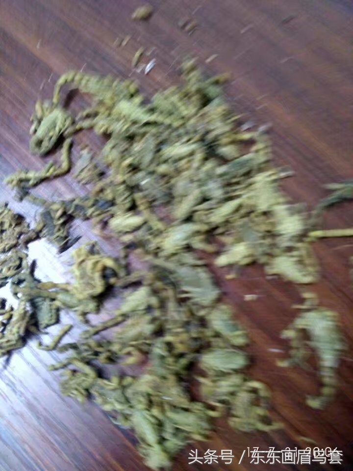 画眉鸟换毛期间可以洗澡吗,画眉鸟换毛期喂什么料最好