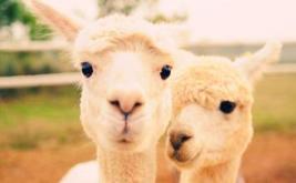 秘鲁神兽来袭,能给你的绝不只是表情包