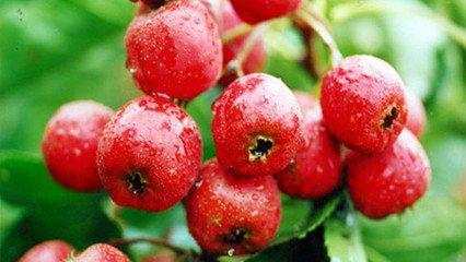 小窍门教你在家自酿山楂酒,自己在家怎样制作山楂酒