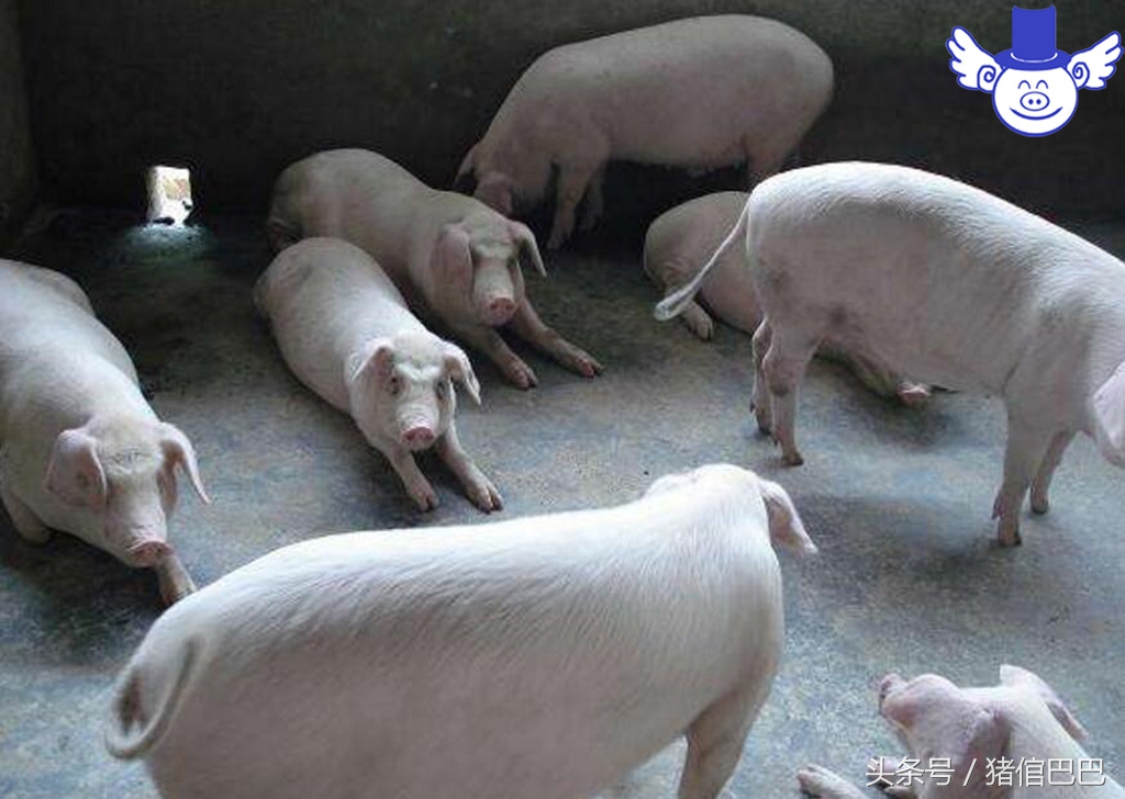 夏天怎样防止猪高热,如何防止猪高热症