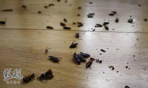 沈阳有虫子吗,京津冀出现黑虫子