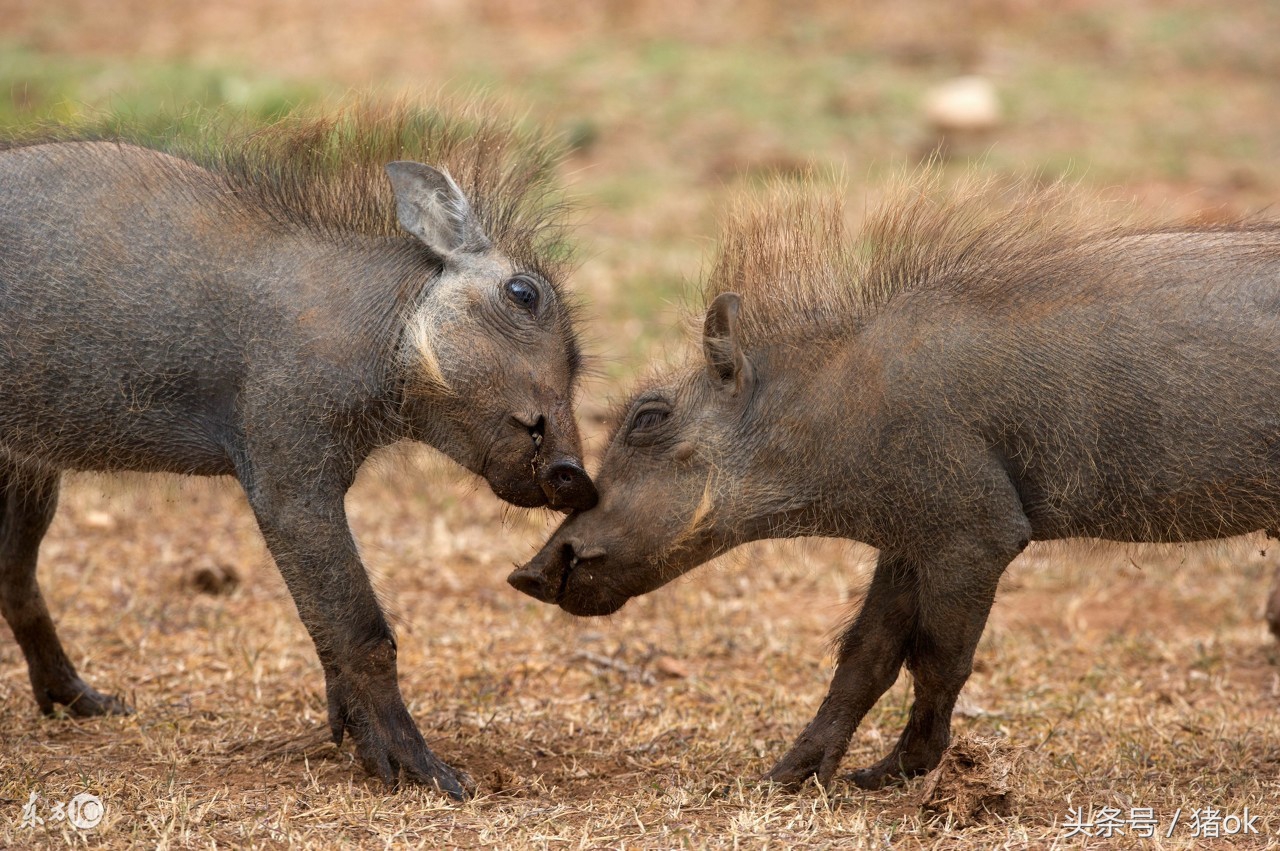 猪伊维菌素中毒怎么办,伊维菌素中毒用什么药才可以解决