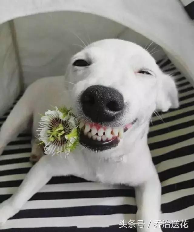 难得一见的好看狗,你见过有如此灵性的狗吗