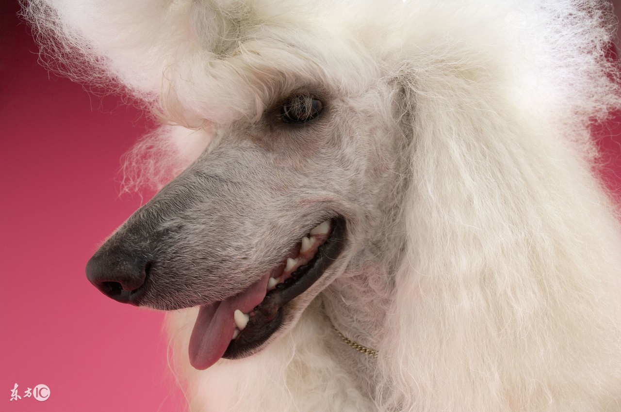 贵宾犬发烧有什么症状,贵宾犬最容易染上什么病