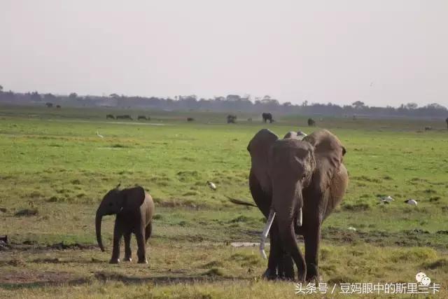 风动？树动？心动！致你，Kenya