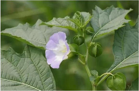 常见中草药图片及讲解,身边常见的中草药功效大全