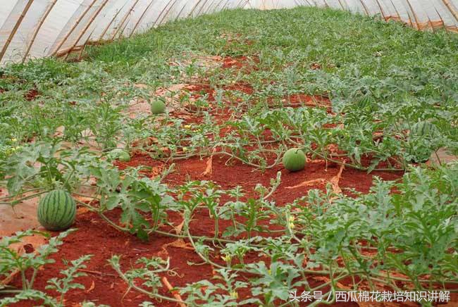 西瓜用什么肥料增产最快,西瓜控制旺长用什么药比较好