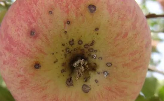 我家的苹果上最近老长小黑斑，这到底是怎么了？