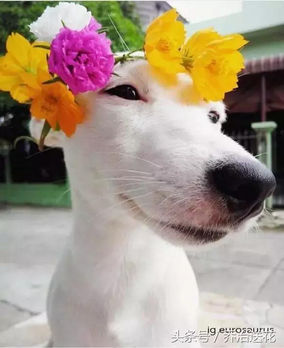 难得一见的好看狗,你见过有如此灵性的狗吗