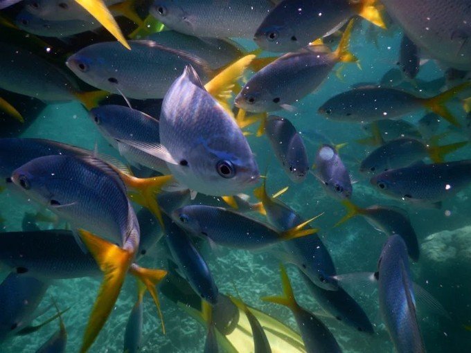 一起去帕劳旅游,去帕劳旅游自由行攻略