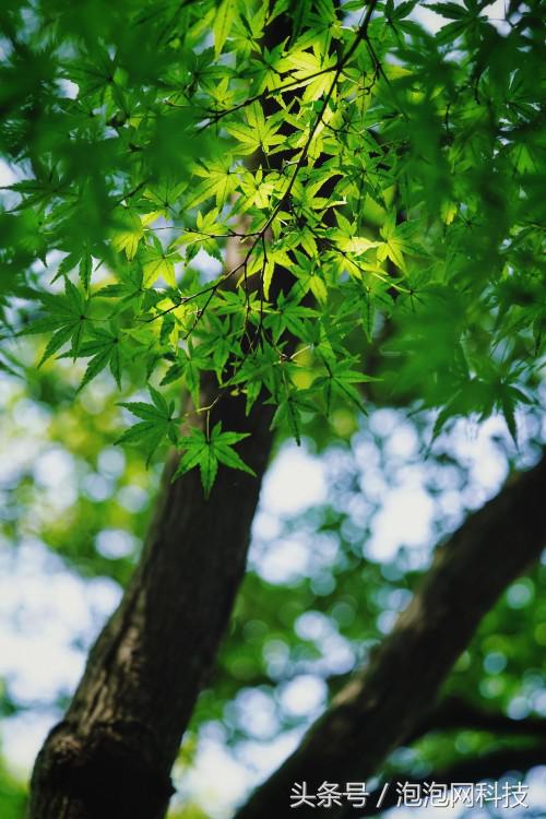 索尼微单a9最新消息,索尼a9新微单