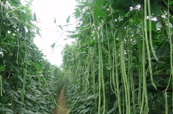 农民种植哪些水果多一些,十大适合农村种植的蔬菜项目推荐