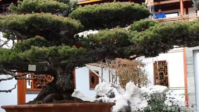 清逸园，一座闹中取静的“文人园林”