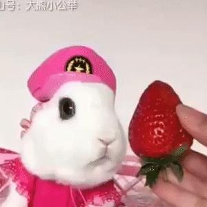 这到底是什么东西啊，好有趣