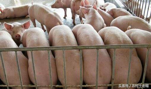 经产母猪的饲喂方法,经产断奶母猪促情方法