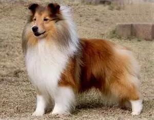 各种狗及身价，终于收全了