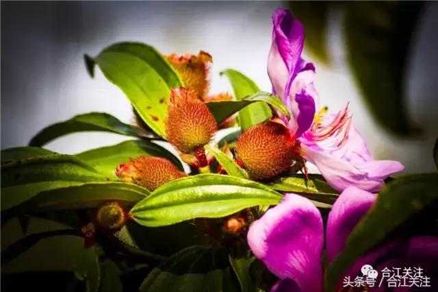 暴牙郎的药用,暴牙郎的神奇功效