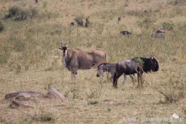 风动？树动？心动！致你，Kenya