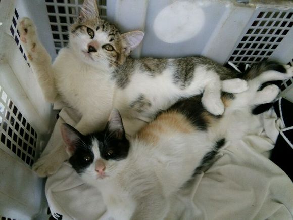 去朋友家，领养了两只小猫咪，喂养一段时间后，噩梦就开始了！