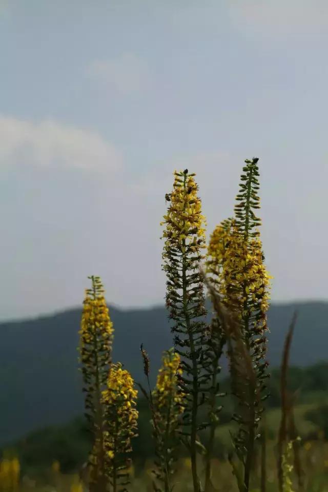 山西历山舜王坪大草原攻略,看云海高山草甸的地方