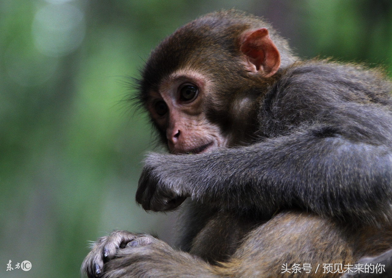 揭秘80年属猴人的毕生宿命,80年属猴人躲不过去的大难