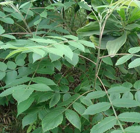 您知道盐肤木和五倍子的关系吗？