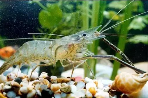 又到吃海鲜的季节咯！一位吕四渔民整理的海鲜大全，保证有你不认识的！