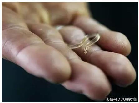 从鳗鱼的智慧说再到成为日本人餐桌上的料理食材！