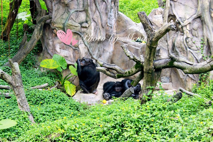 广州长隆水上乐园亲子游攻略视频,珠海长隆海洋快速通道亲子游攻略