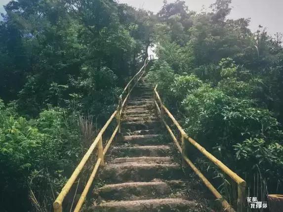 花如此多娇,花都如此多娇全文免费阅读