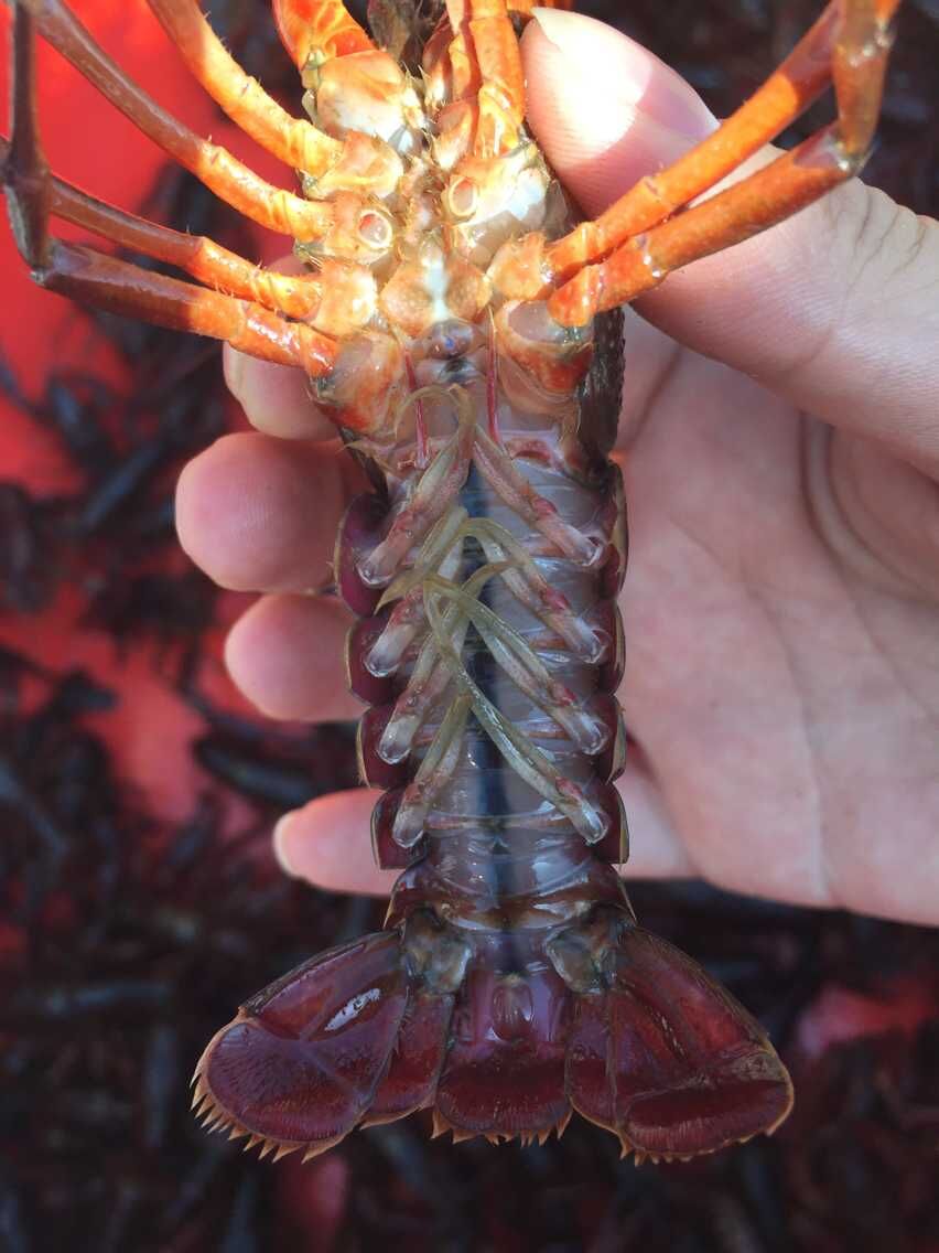 野生龙虾允许钓吗,野生龙虾能养在鱼缸里吗