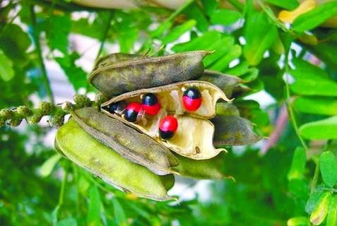 什么植物适合做手串,可以做手串的植物种子