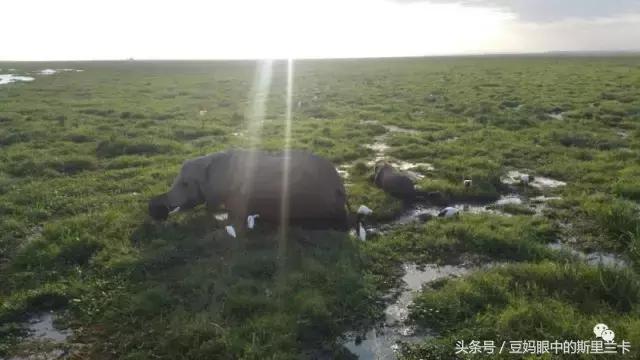 风动？树动？心动！致你，Kenya