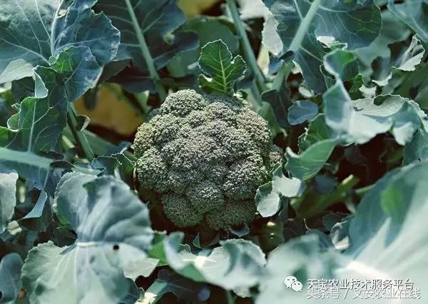 西兰花黑心是什么原因引起的,西兰花黑心病用什么药