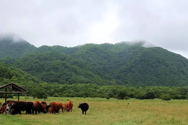 北纬30°神秘之境,在高山草甸、追逐鹿群,这里美的像天堂!