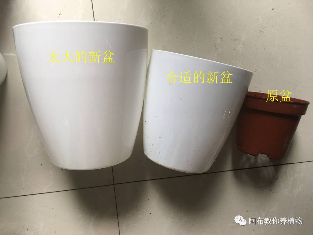 绿萝绿植怎么养活得快呢,绿萝植物养殖小知识