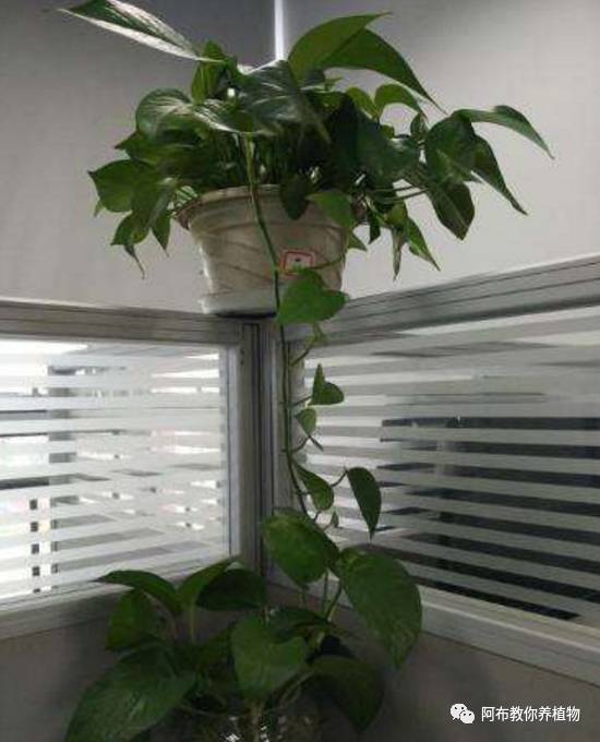 绿萝绿植怎么养活得快呢,绿萝植物养殖小知识