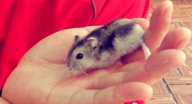 我家仓鼠很胖走路扭屁股,我家仓鼠一年不喝水还活着