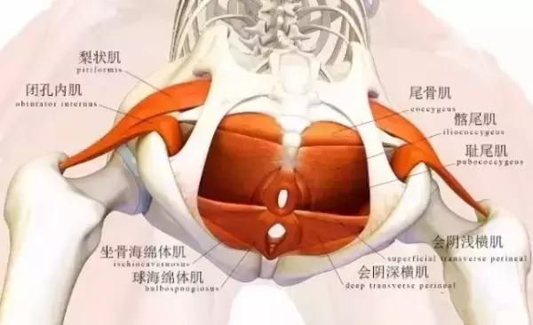 骨盆底肌位置,老司机带你了解车子