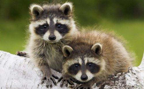 盘点那些超可爱的动物幼崽,十大最萌国宝级动物