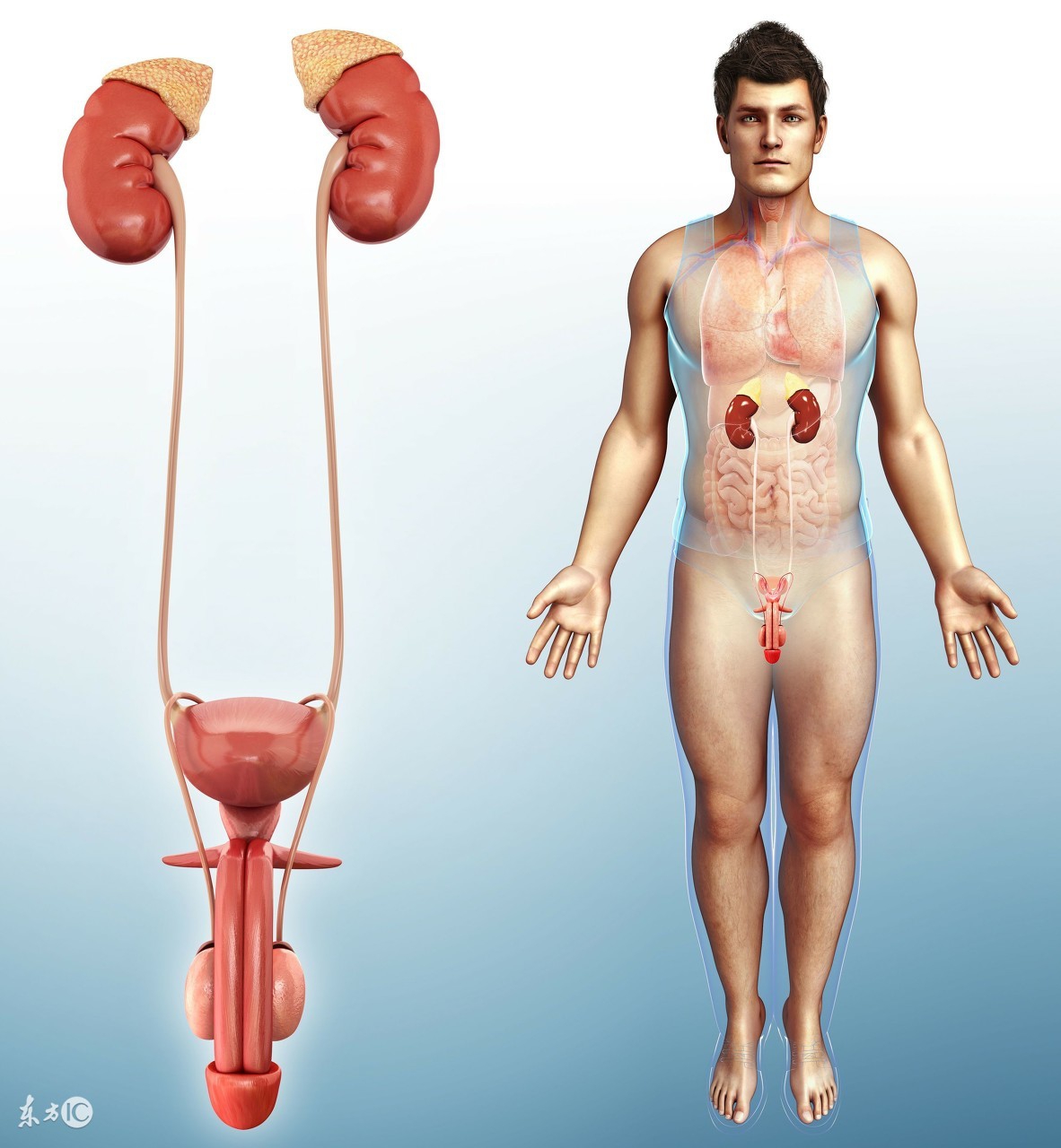 雄性激素分泌旺盛和肾虚矛盾吗,雄性激素多的男人有什么坏处