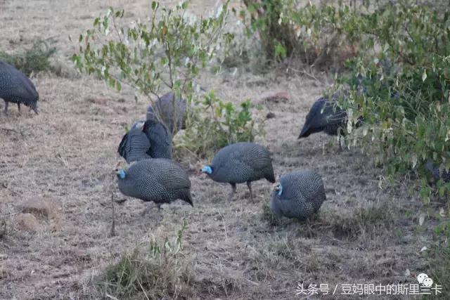 风动？树动？心动！致你，Kenya