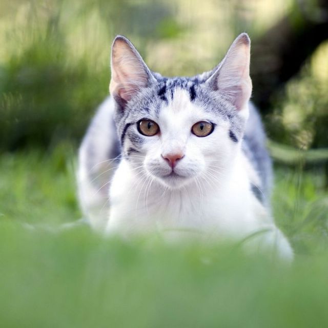 夏天开空调怎么预防猫咪感冒,怎样防止喵星人掉毛